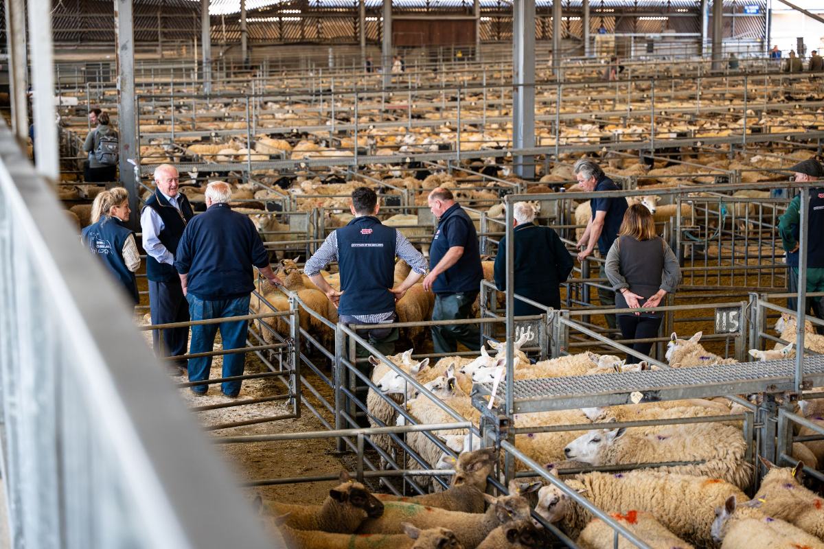 Stockyard Livestock